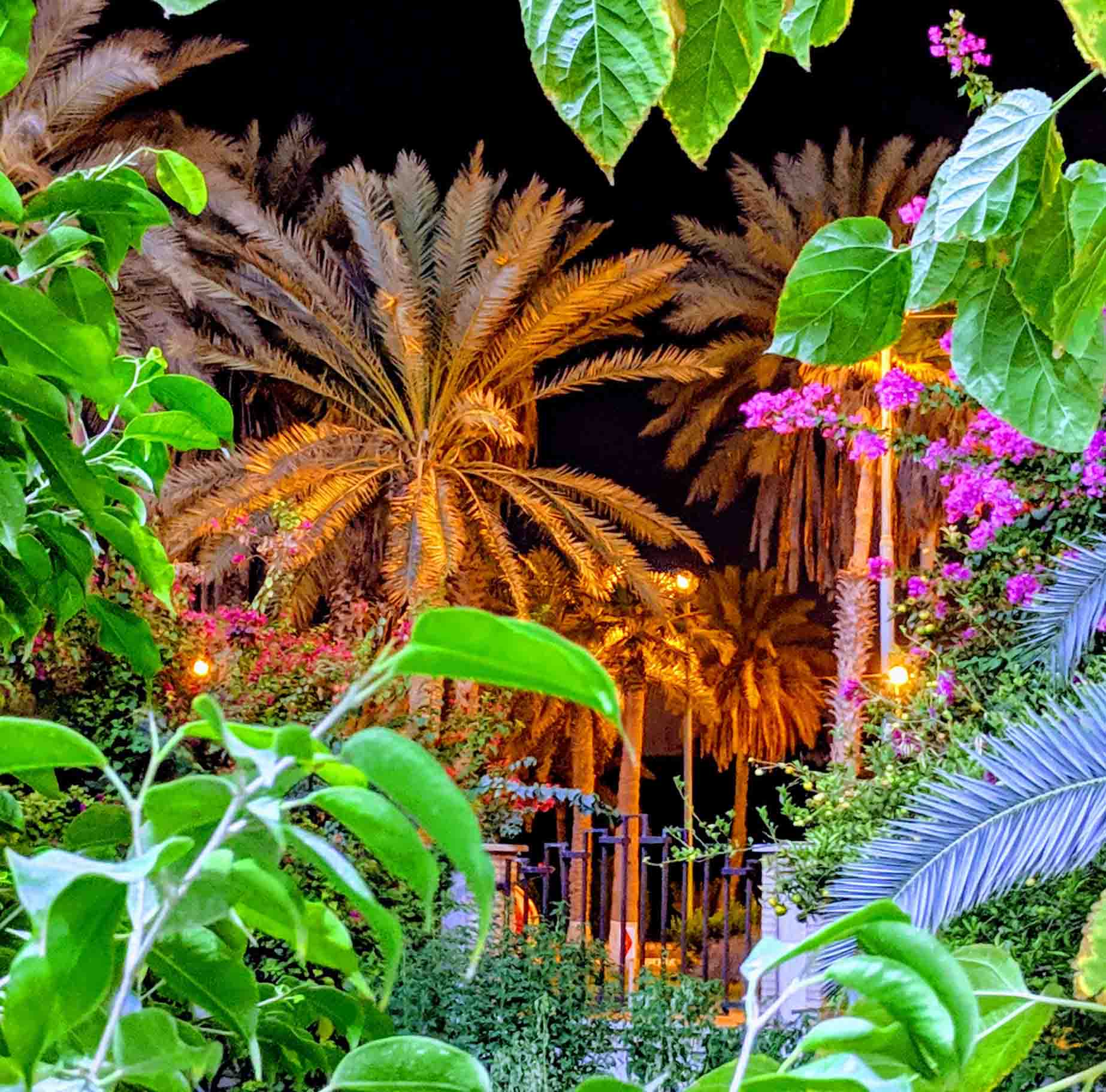 باغ نخل هتل پنج ستاره هرمز بندرعباس