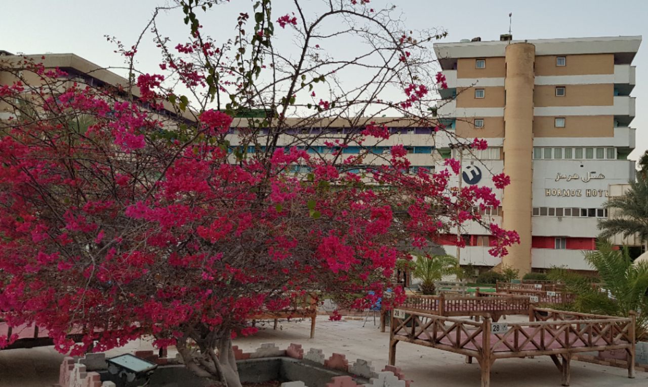 محوطه باغ نخل